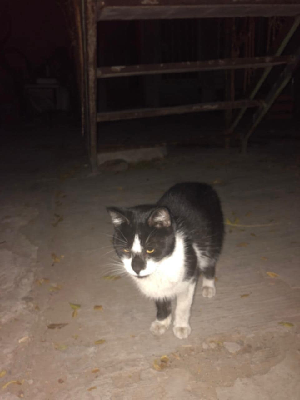 ¡YA RESCATARON AL GATITO QUE TENÍA 6 DÍAS EN EL PINO!&nbsp;🤩🙌🚒🐈