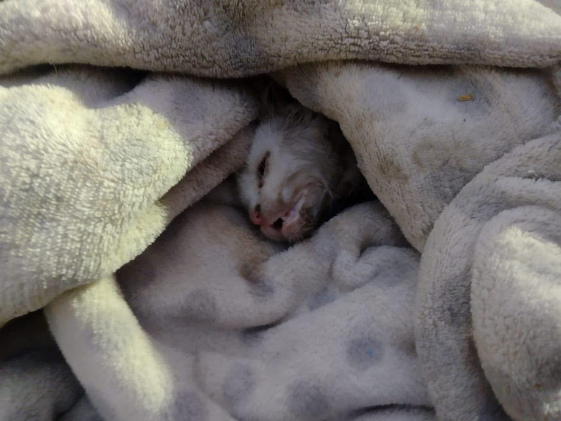 RESCATAN A GATITO ATRAPADO EN TUBERÍA!🙌🐈🚒
