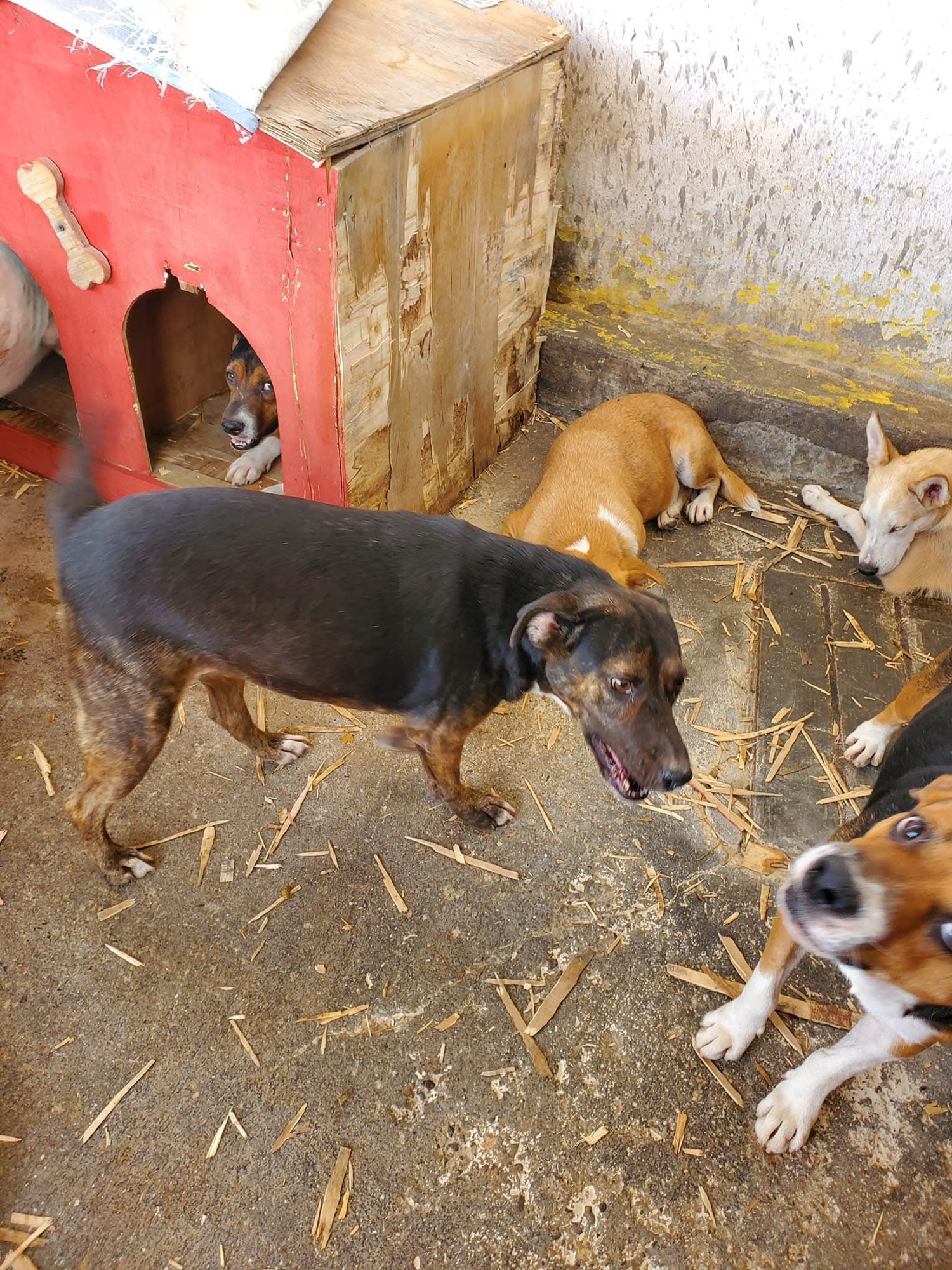 ¡AYUDEMOS JUARENSES, MAS DE 350 PERRITOS NOS NECESITAN! 🥺🙏🐶