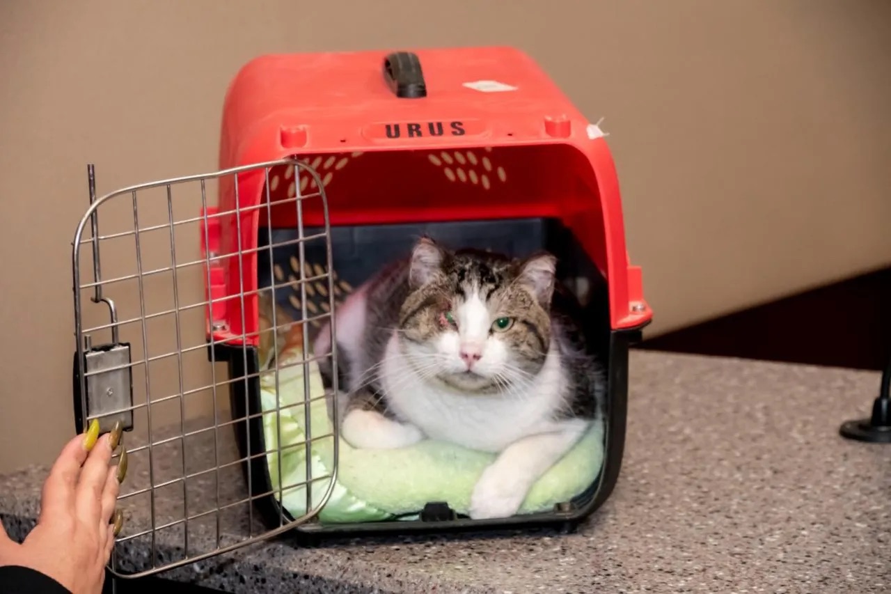 ¡HISTÓRICO, PRIMERA SENTENCIA EN CHIHUAHUA POR MALTRATO Y CRUELDAD A UN GATITO!&nbsp;🙌❤️‍🩹🐈