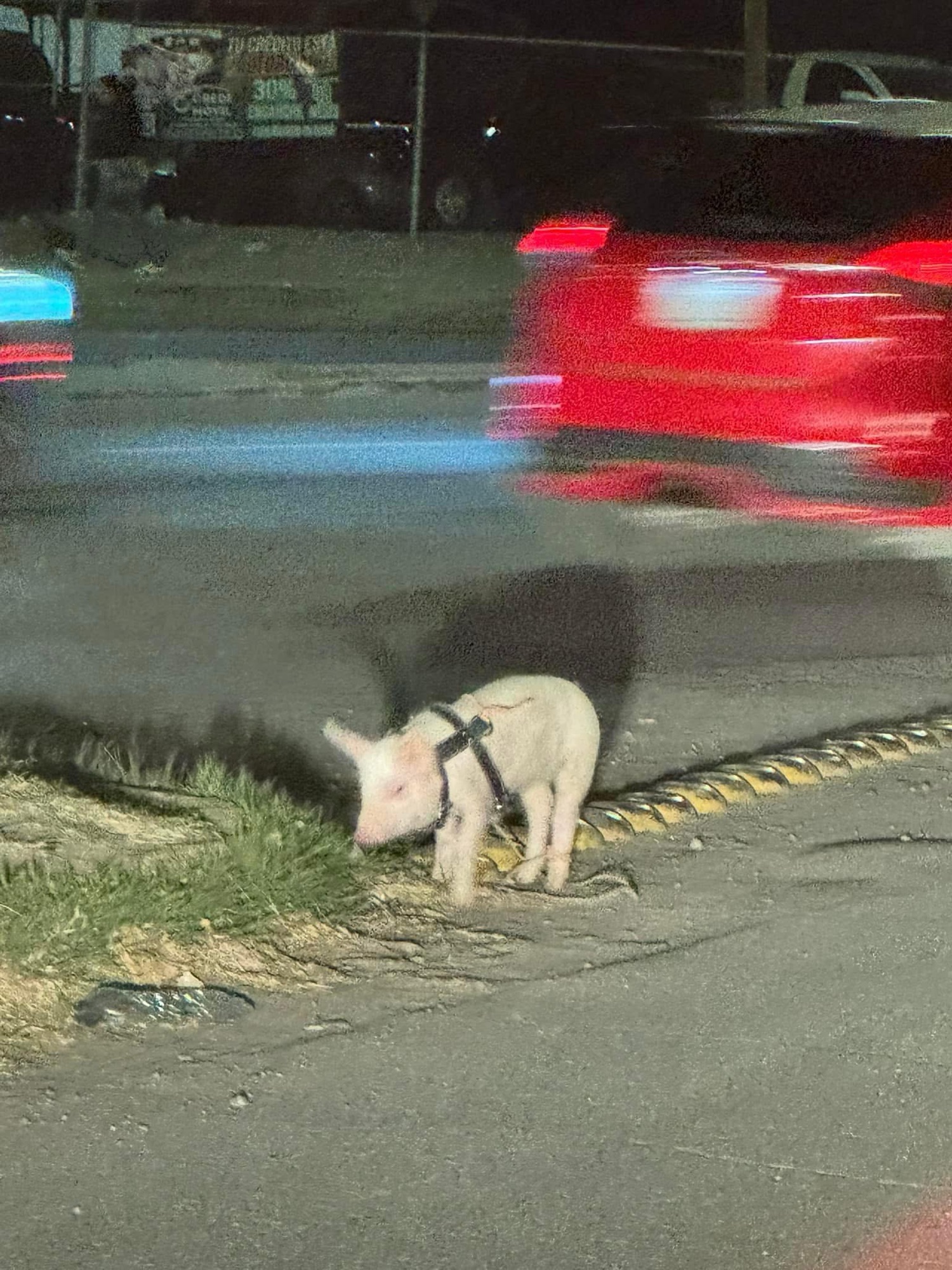 ENCUENTRAN CERDITO EN EJÉRCITO NACIONAL Y TECNOLÓGICO; BUSCAN A SU DUEÑO&nbsp;🚨😔🙏