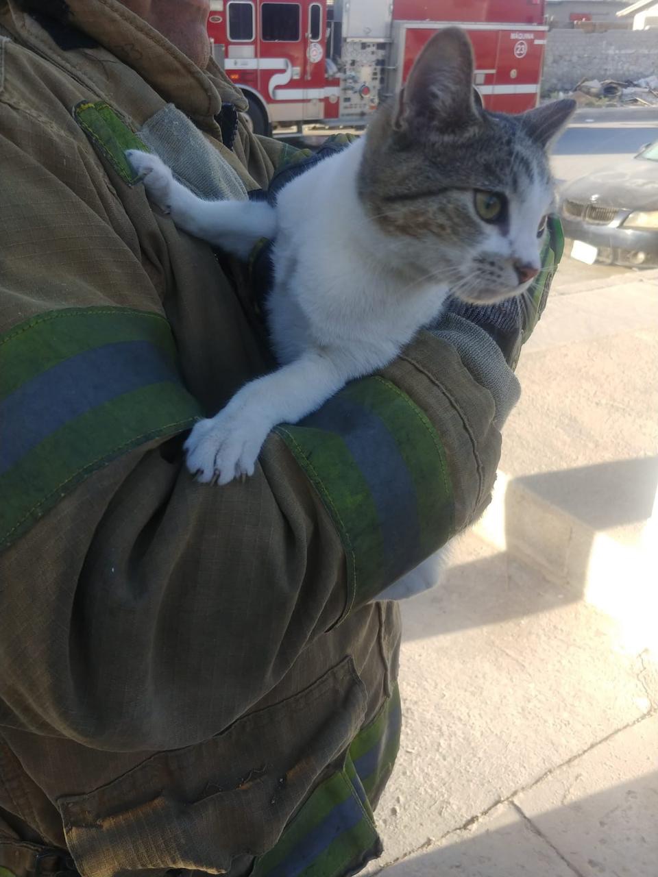 ¡RESCATAN A GATITO ATRAPADO EN ÁRBOL! 🙌🐈🚒