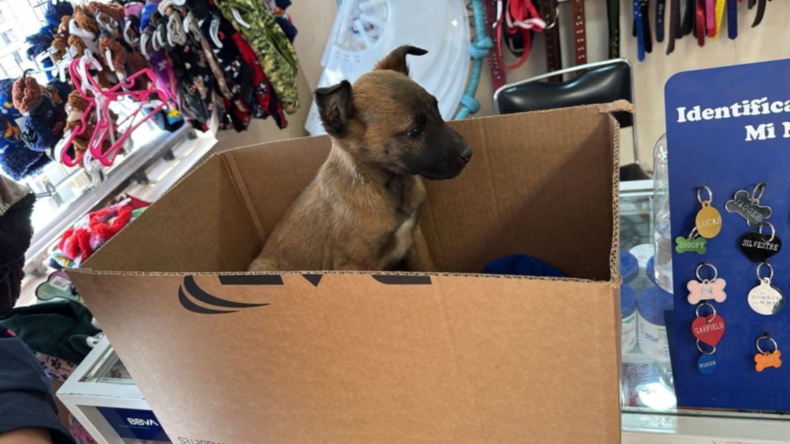 ¡AYUDEMOS, CACHORRITO RESCATADO POR MUNICIPALES NECESITA CIRUGÍA URGENTE!&nbsp;😭🐶🙏