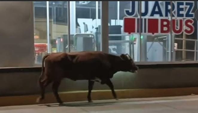 ¡ATROPELLAN UN TORITO EN LA AV TECNOLÓGICAMO!&nbsp;😱😔🐂