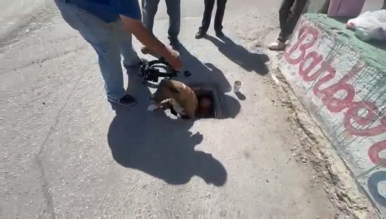 RESCATAN PERRITO ATRAPADO EN ALCANTARILLA EN LA COLONIA GALEANA 😭🐶