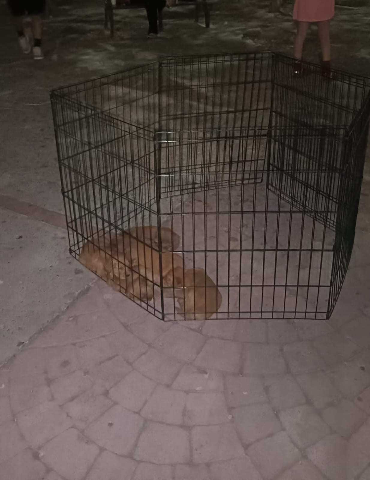 RETIRAN CACHORROS QUE VENDÍAN EN LA VÍA PÚBLICA, ESTABAN A 5 MIL PESOS CADA UNO 😡🤑🐶