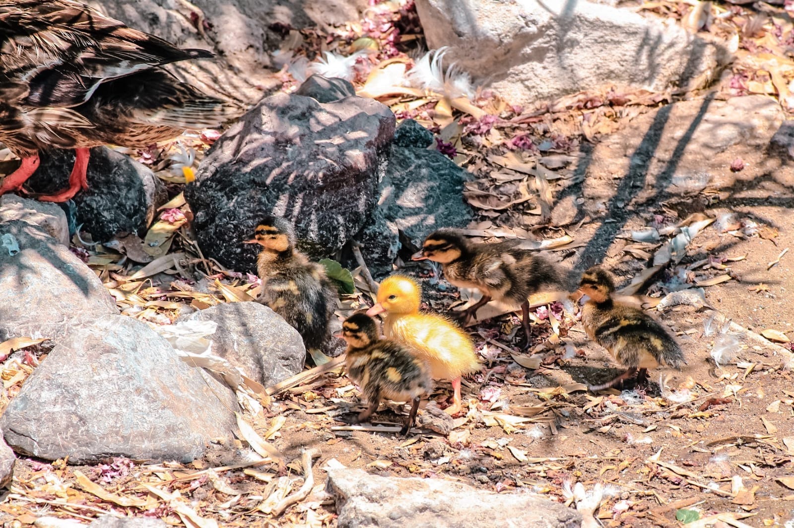 REGISTRAN NACIMIENTO DE ESPECIE AMENAZADA EN JUÁREZ