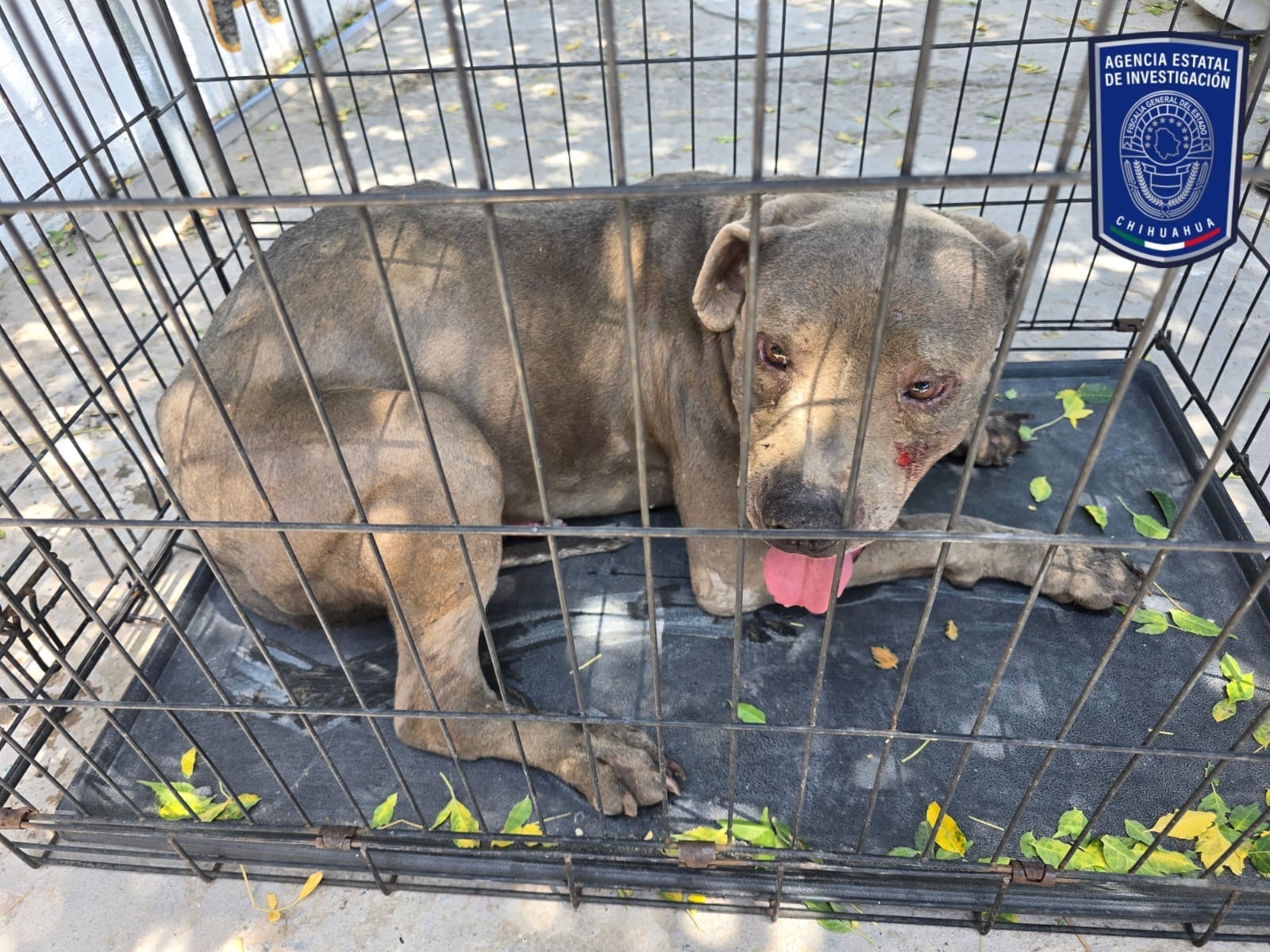 FISCALÍA RECUPERA 21 PERRITOS MALTRATADOS EN VARIAS COLONIAS DE CD. JUÁREZ