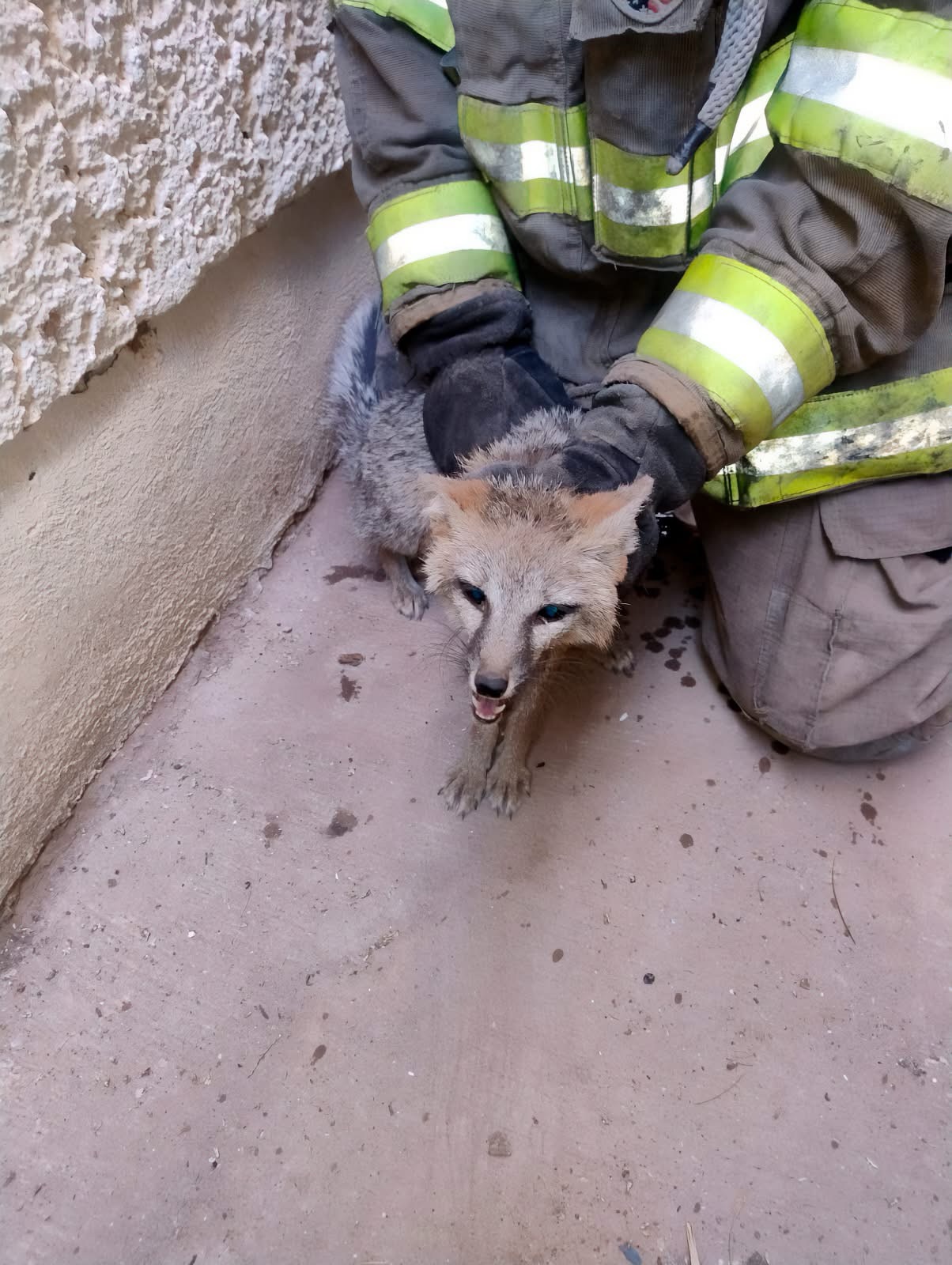 LIBERAN ZORRO GRIS RESCATADO EN JUÁREZ
