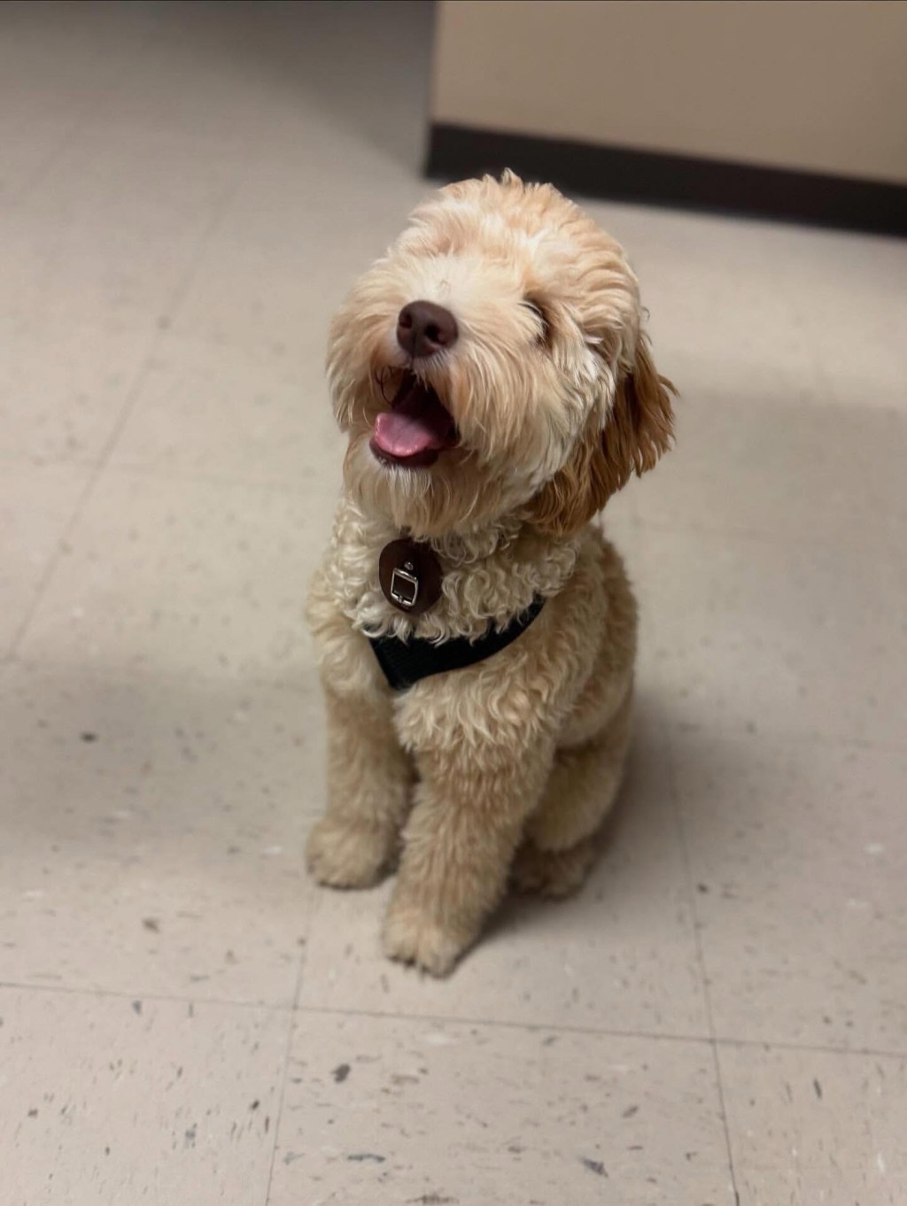 PERRITO RESCATADO DE MALTRATO EN EL PASO YA TIENE NUEVO&nbsp;HOGAR