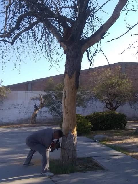 MUEREN 30 ÁRBOLES POR FALTA DE RIEGO EN PARQUE BORUNDA