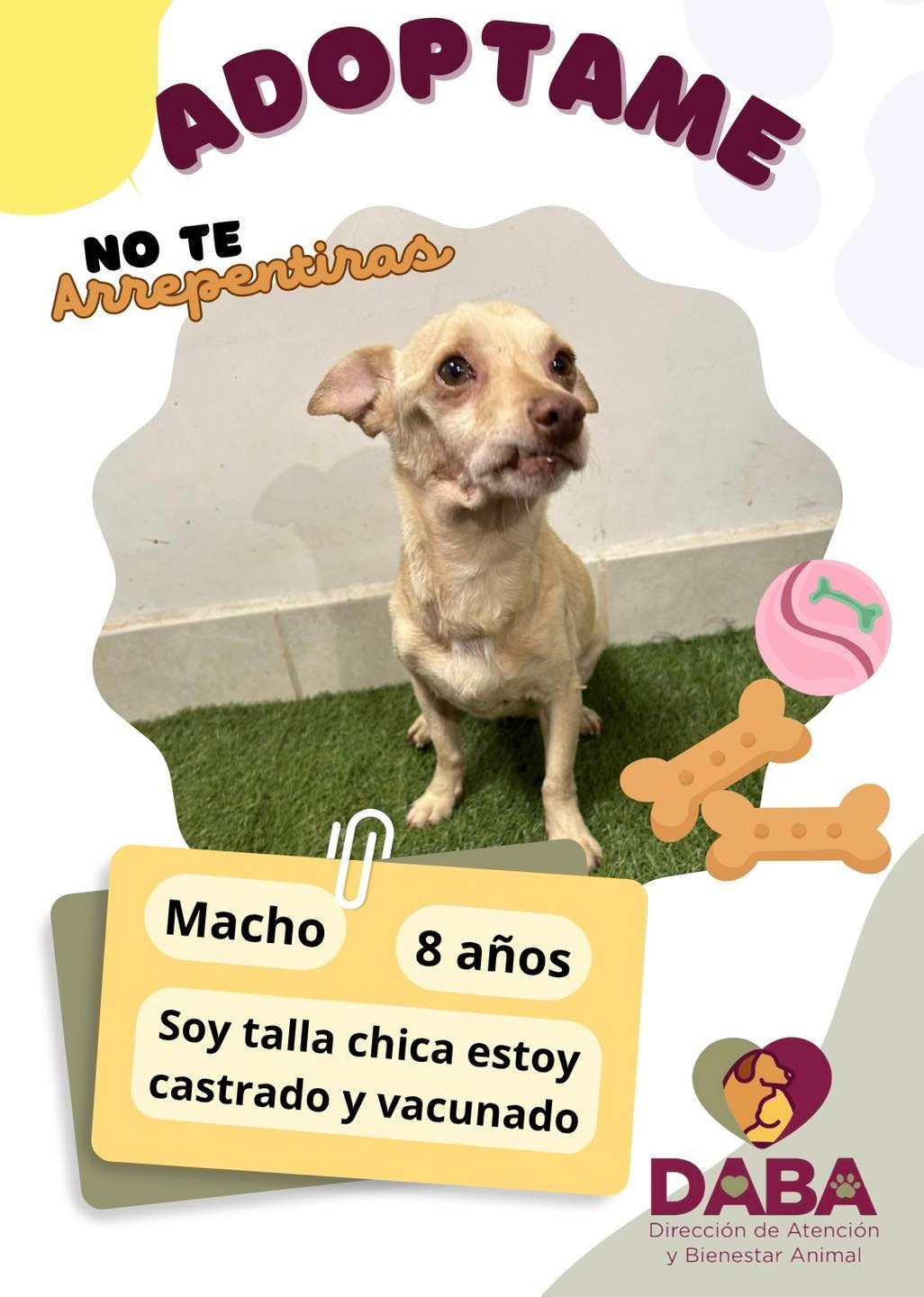 BUSCAN HOGAR 55 PERROS Y 35 GATOS EN&nbsp;JUÁREZ