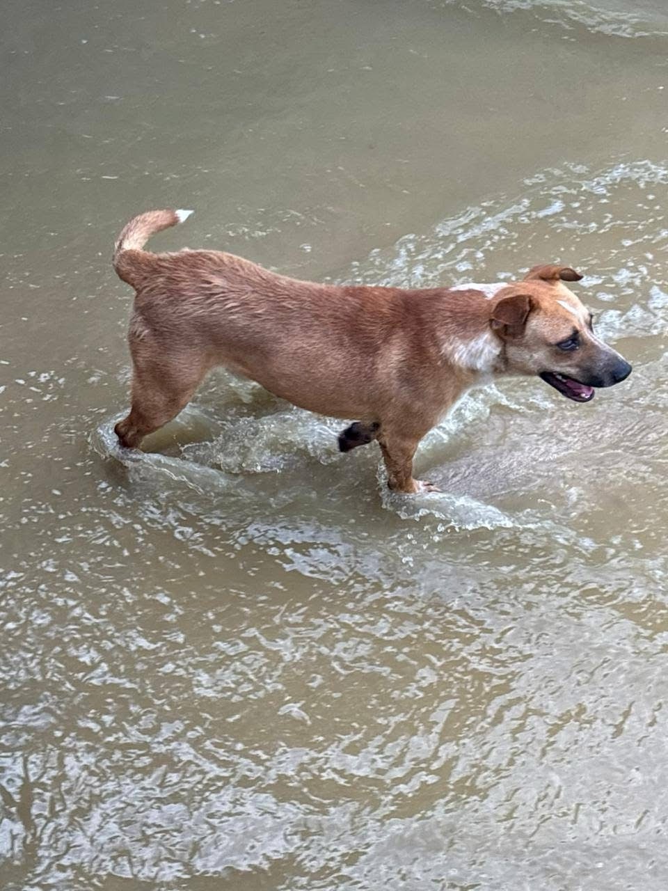 RESCATAN A PERRITO CIEGO DE CANAL EN COLONIA AZTECA