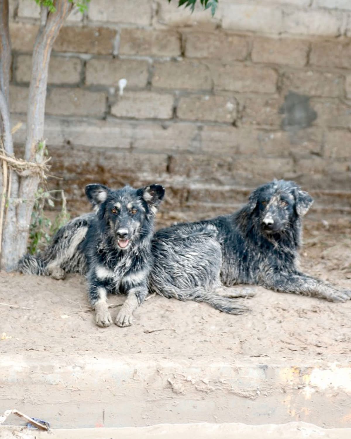 MASCOTAS TAMBIÉN SON ATENDIDAS EN ZONAS AFECTADAS POR LLUVIAS EN&nbsp;JUÁREZ