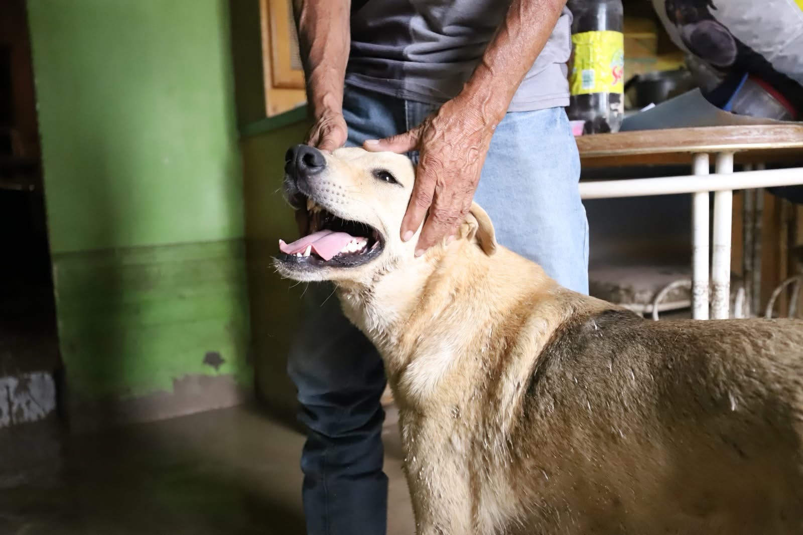 SE DESPERTÓ GRACIAS A SU PERRITA EN PLENA&nbsp;INUNDACIÓN