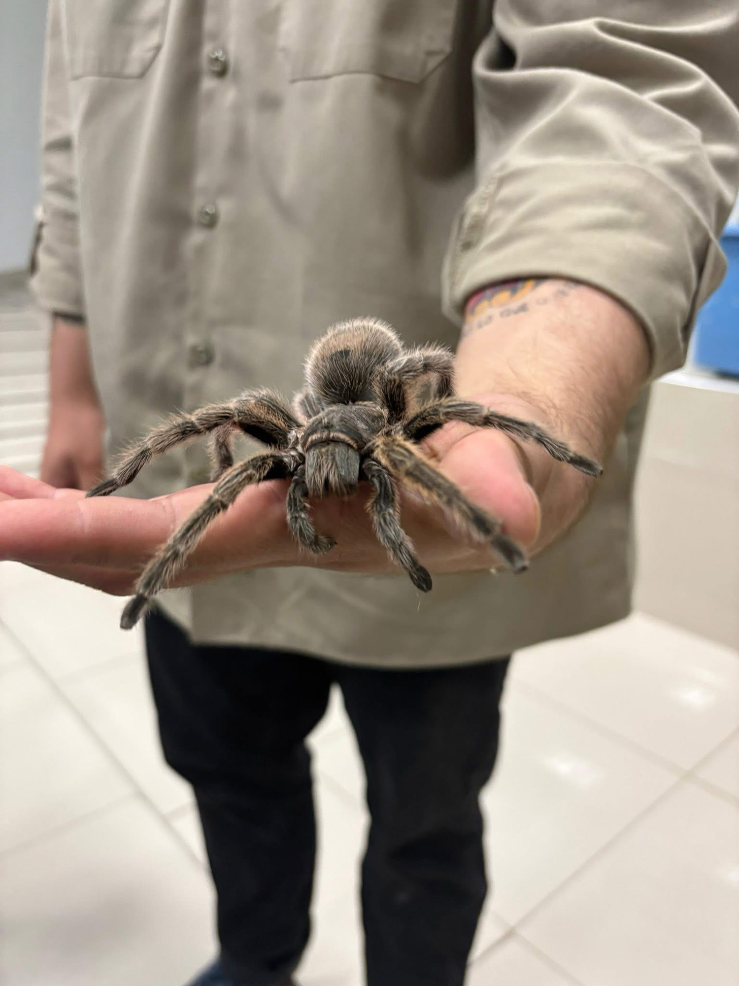 PREPARAN A EQUIPOS DE EMERGENCIA EN MANEJO DE FAUNA SILVESTRE 🐱🦁