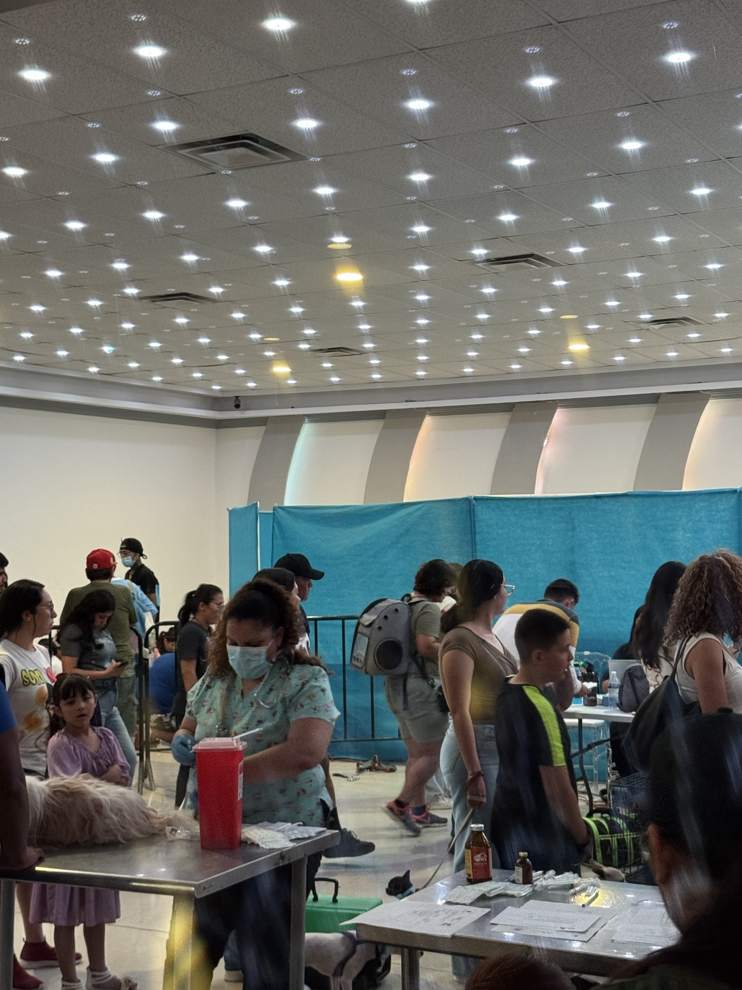 APROVECHA: ESTERILIZARÁN MASCOTAS SIN COSTO EL 21 Y 22 DE JUNIO