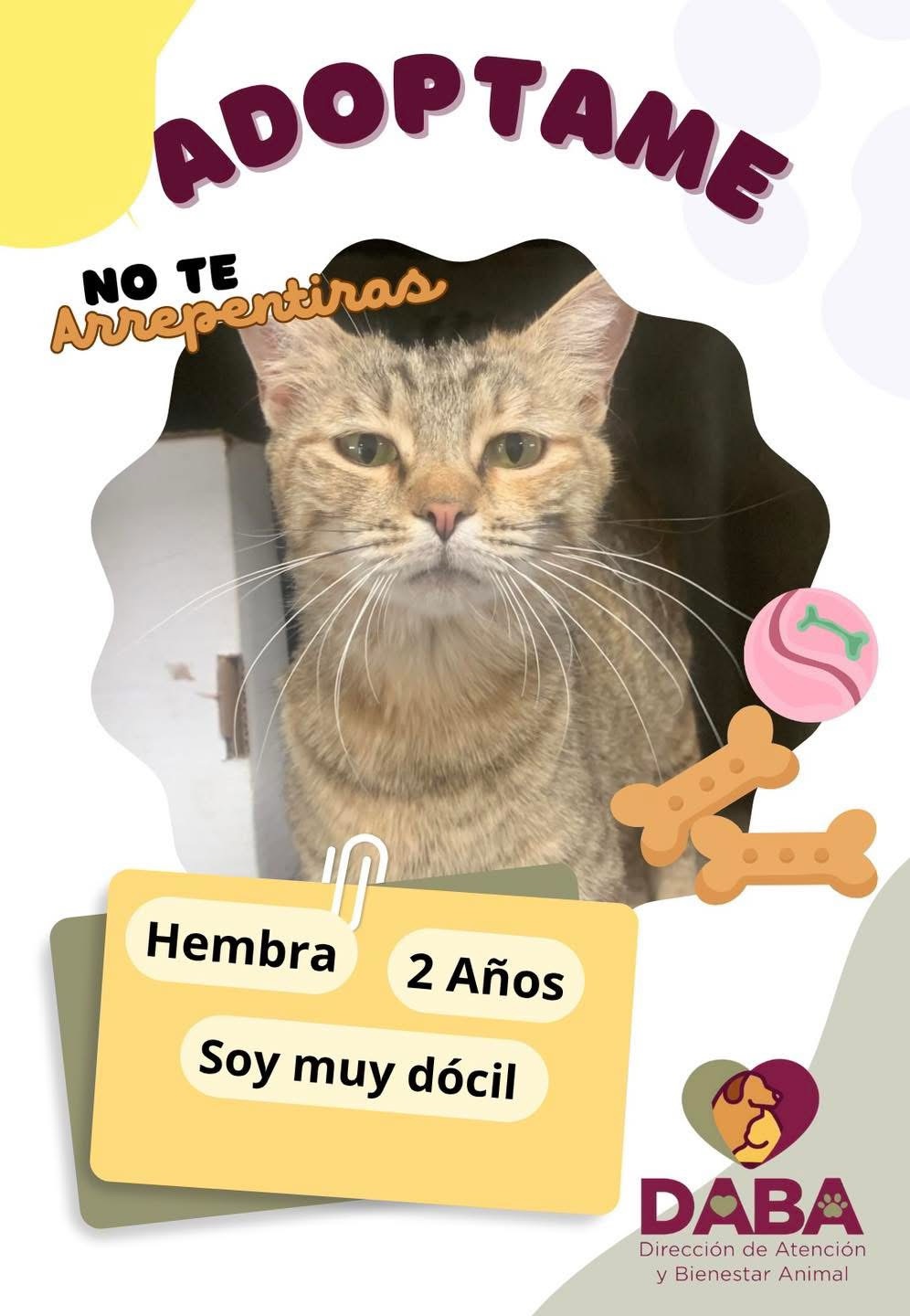 NO SE LES PUEDE DECIR QUE NO A ESTAS CARITAS, ¡ADOPTA Y CAMBIA UNA VIDA! 🥺🐈🐶
