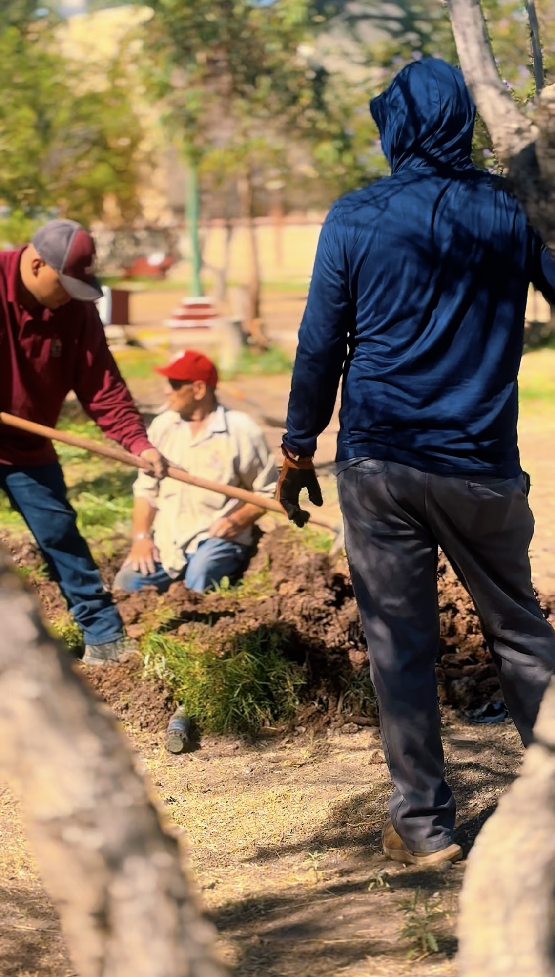 EMPRESA QUE DERRUMBO ÁRBOLES EN AV. EJERCITO NACIONAL INICIA REFORESTACIÓN DE PARQUES 🌳