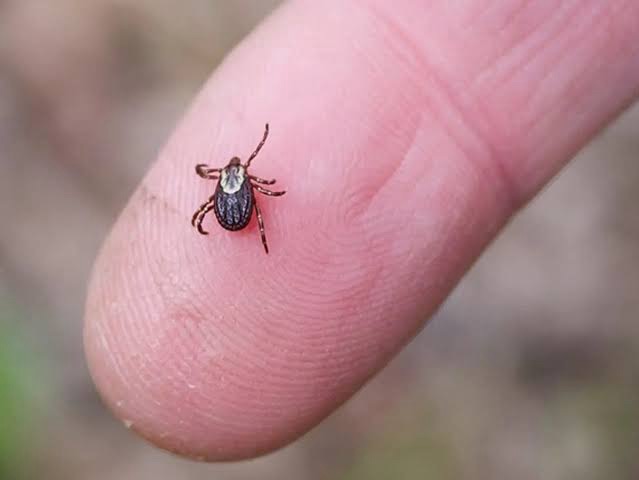ECOLOGÍA FUMIGA COLONIAS DE JUÁREZ
