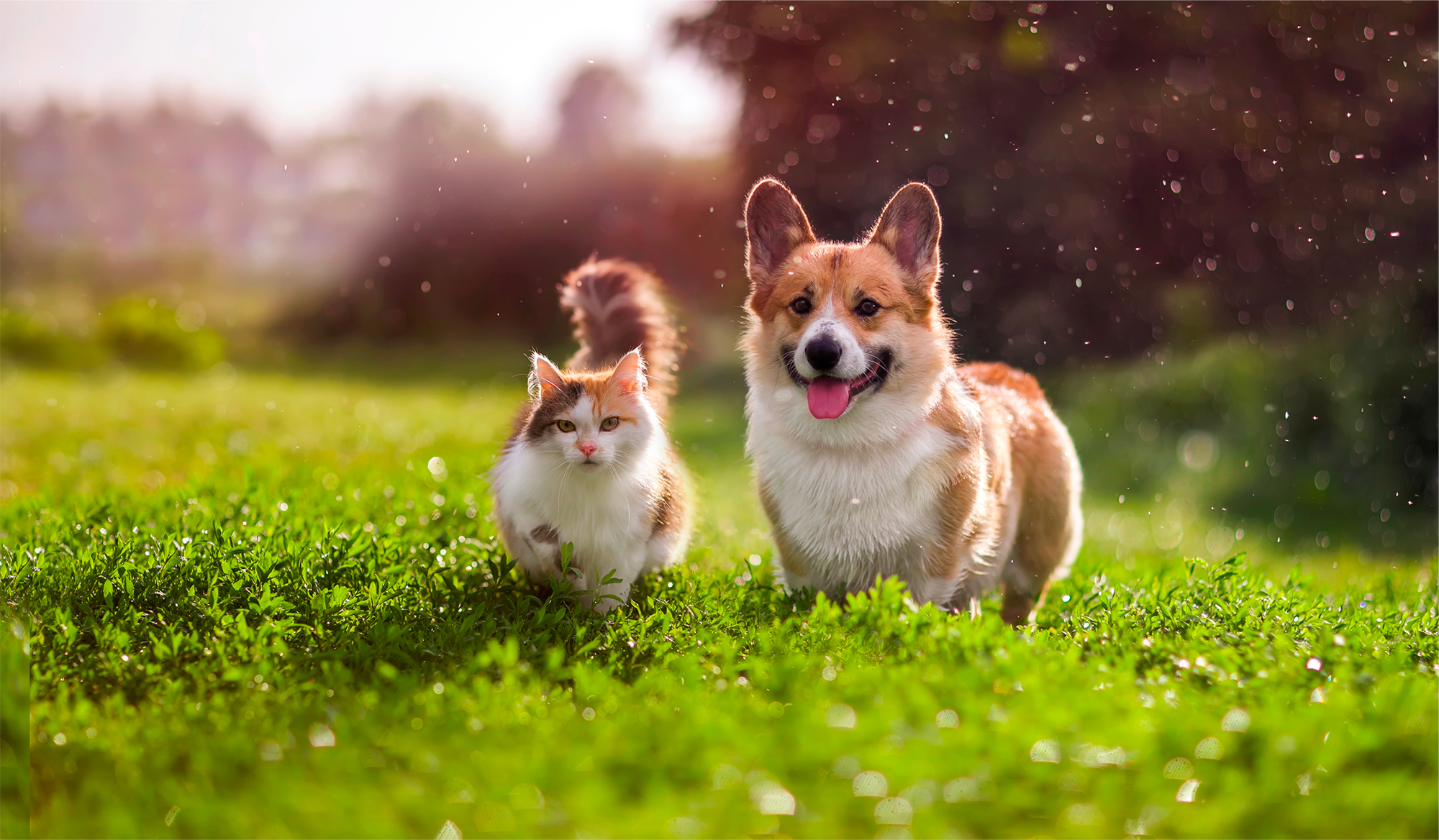MASCOTAS SERÁN BIENVENIDAS EN TIENDAS OFFICE DEPOT