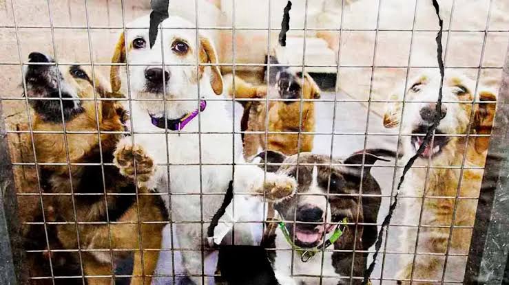 ENTREGARÁN 20 TONELADAS DE CROQUETAS A REFUGIOS Y RESCATISTAS, INVITAN A&nbsp;REGISTRARSE