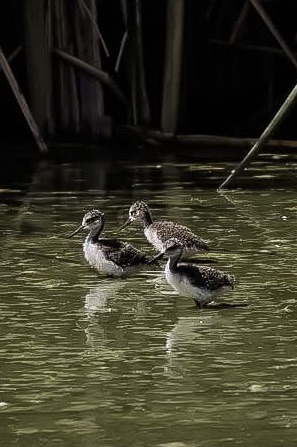 MONJITAS NACEN EN EL PARQUE CENTRAL