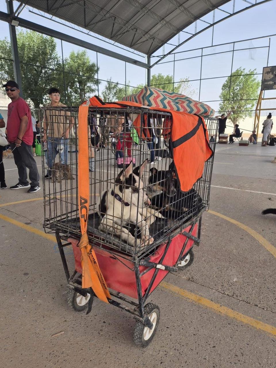 MÁS DE 500 MASCOTAS ESTERILIZADAS EL PASADO FIN DE SEMANA EN JUÁREZ