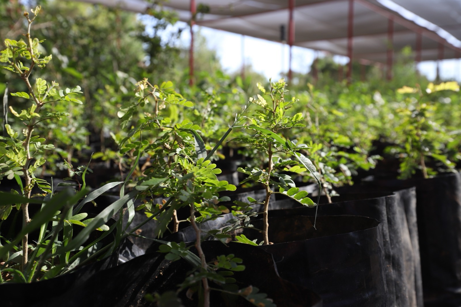 RECIBE JUÁREZ DONACION DE 6 MIL 700 ÁRBOLES