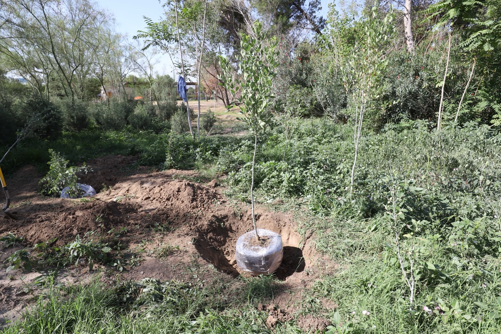 NUEVOS ÁRBOLES LLEGAN AL PARQUE&nbsp;BORUNDA