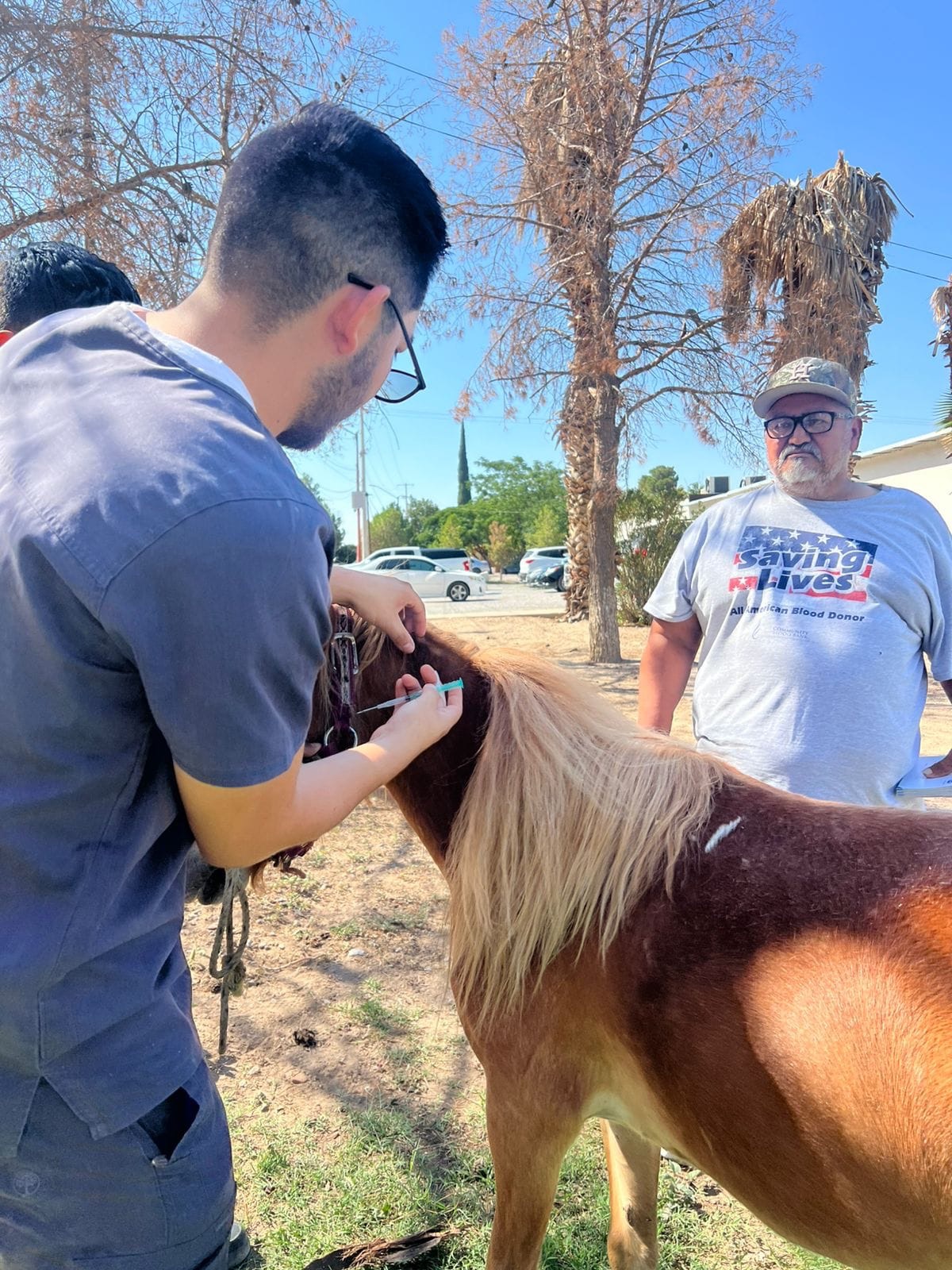 LES PONEN CHIP A LOS CABALLOS