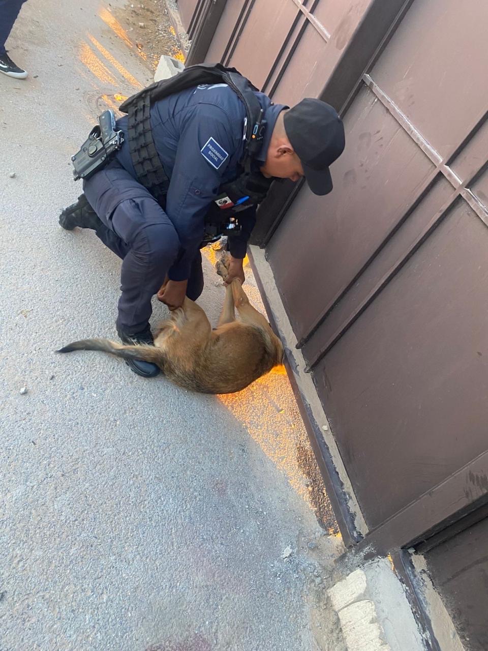 POLICÍAS LIBERAN A PERRITO ATRAPADO EN BARANDAL