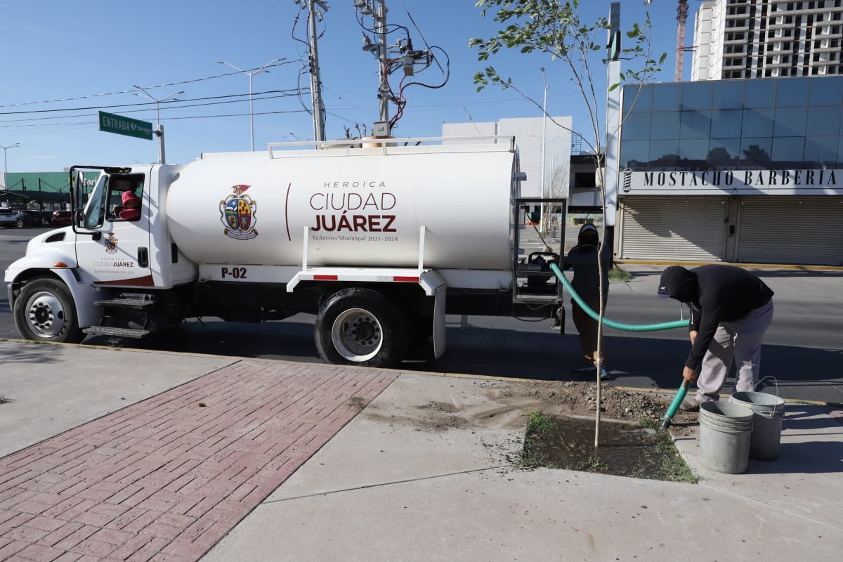 CONTINÚA PLANTACIÓN DE ÁRBOLES EN EJÉRCITO NACIONAL