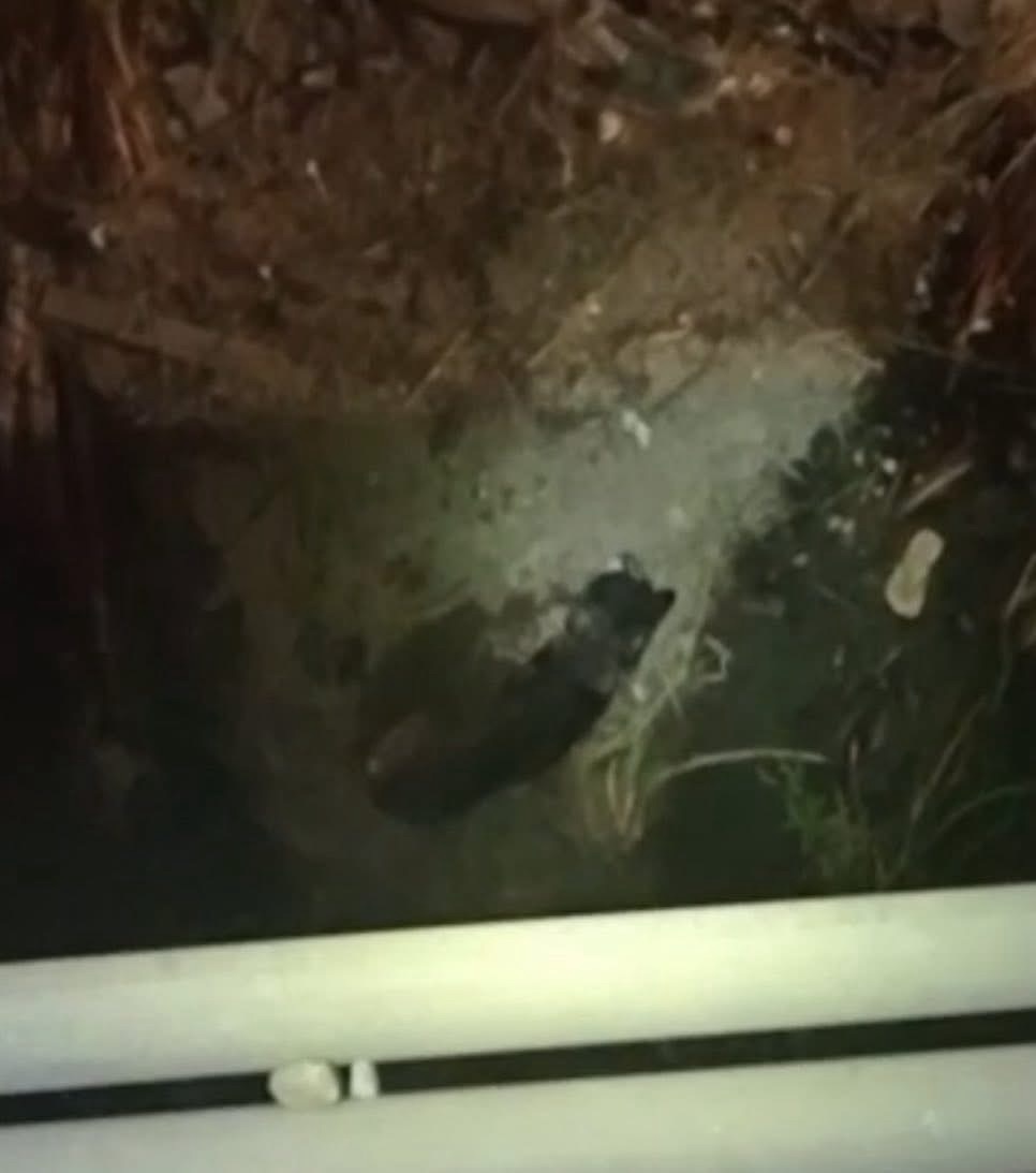 PERRO ATRAPADO EN DREN ES&nbsp;RESCATADO