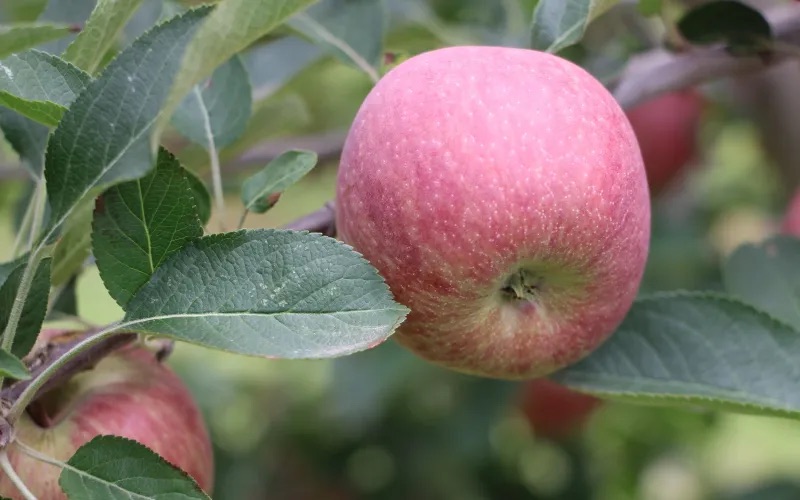 CHIHUAHUA PRODUCE 85% DE LA MANZANA NACIONAL