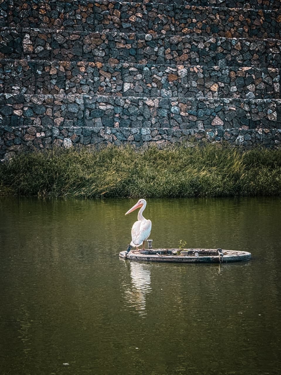 PELÍCANO AMERICANO VISITA PARQUE CENTRAL EN&nbsp;JUÁREZ