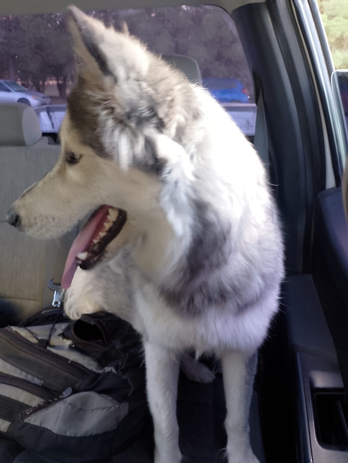PERRO HUSKY RESCATADO EN VIALIDAD&nbsp;PRINCIPAL