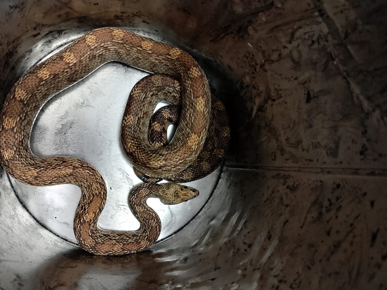 BÚHO, ÁGUILA Y SERPIENTE LLEGAN A PROFEPA