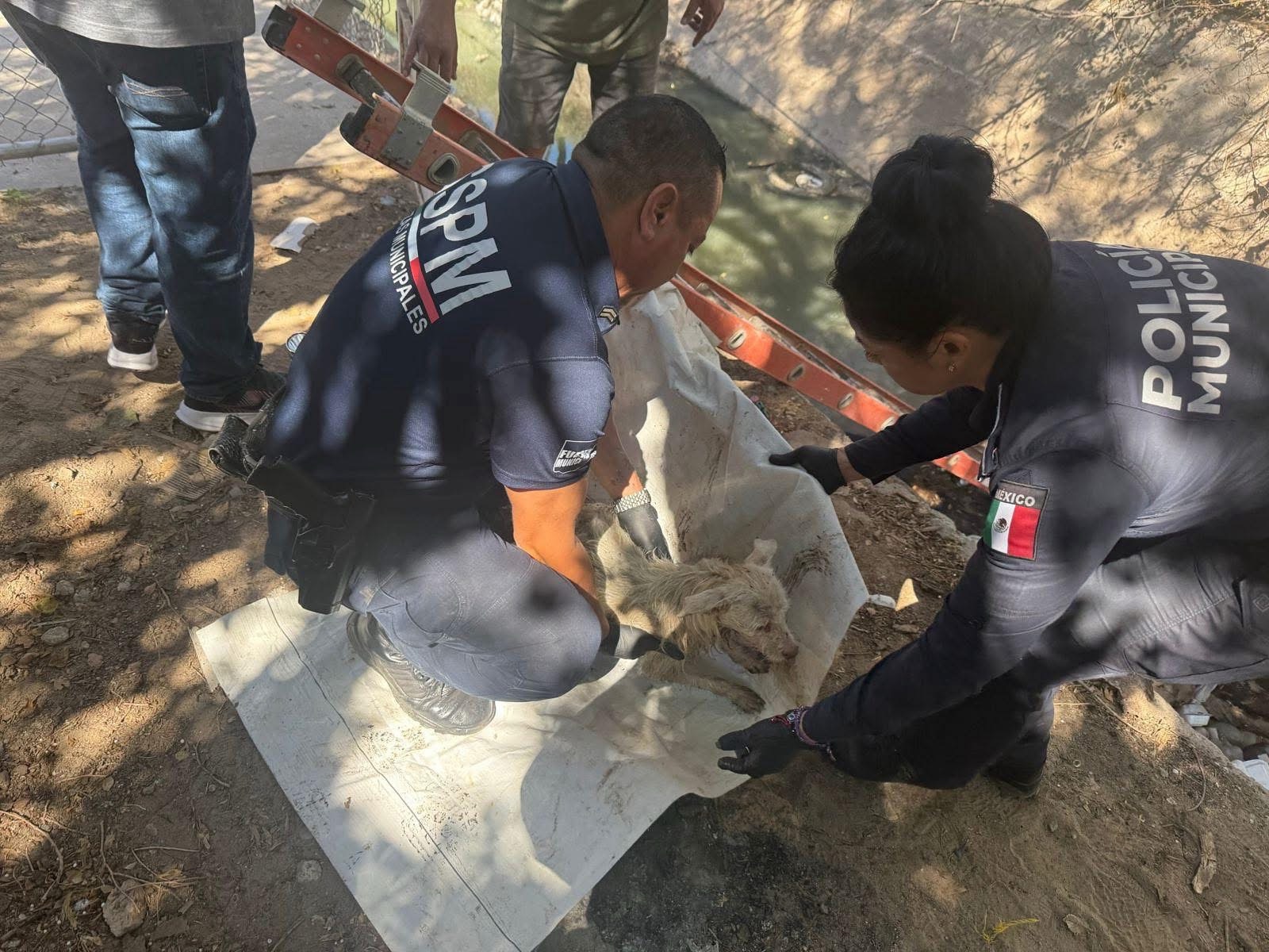 POLICÍAS RESCATAN A PERRITO EN CANAL DE JUÁREZ