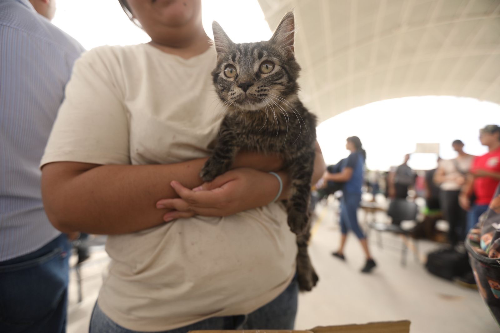 JORNADA DE ESTERILIZACIÓN MASIVA SUPERVISADA POR EL PRESIDENTE&nbsp;MUNICIPAL