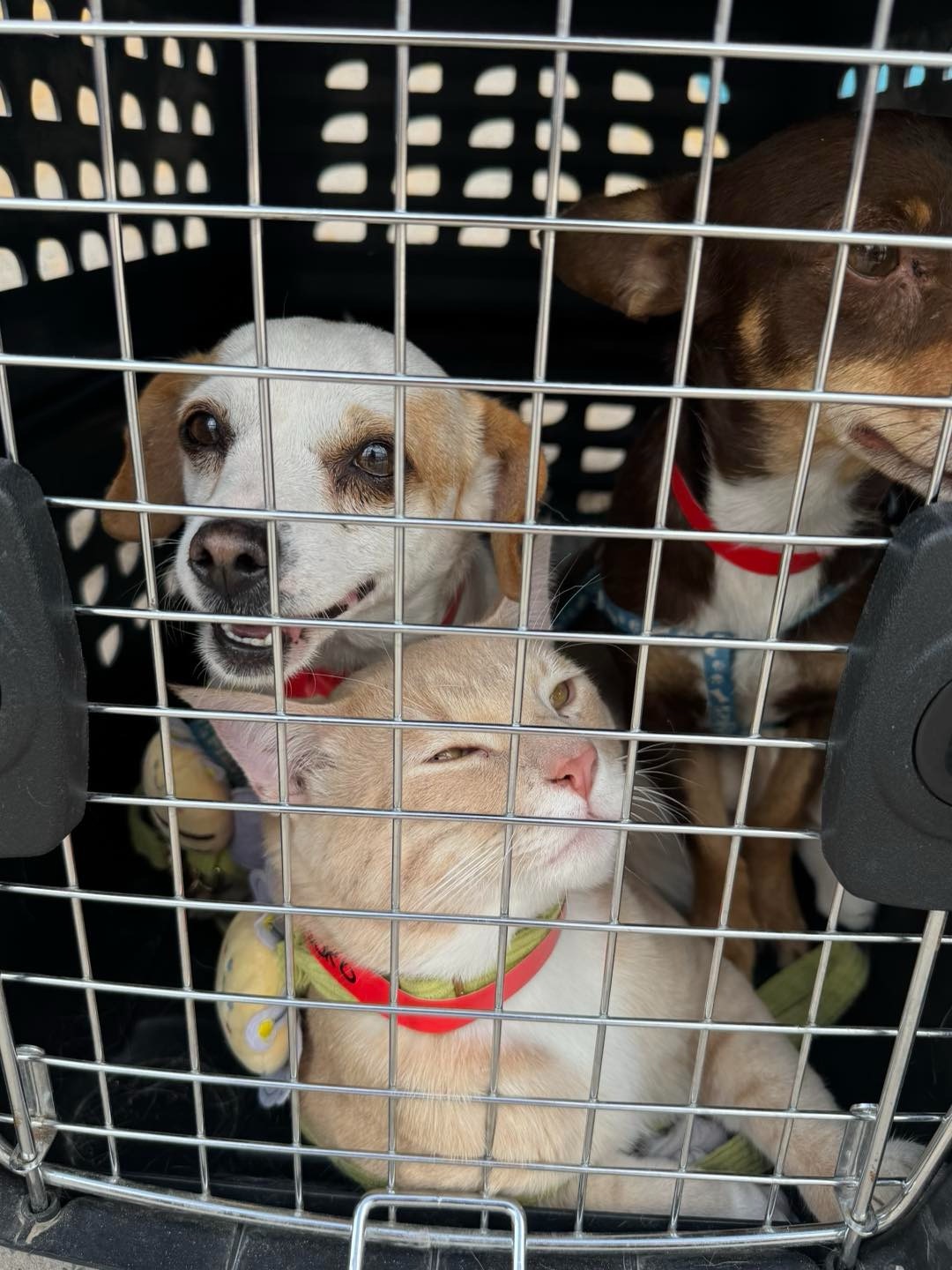 ESTERILIZAN A 587 MASCOTAS EN RANCHO&nbsp;ANAPRA