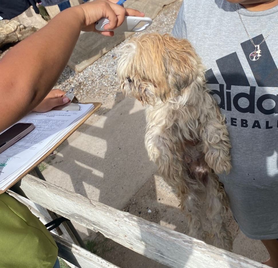 MASCOTA ROBADA EN EL PASO ES LOCALIZADA EN&nbsp;JUÁREZ