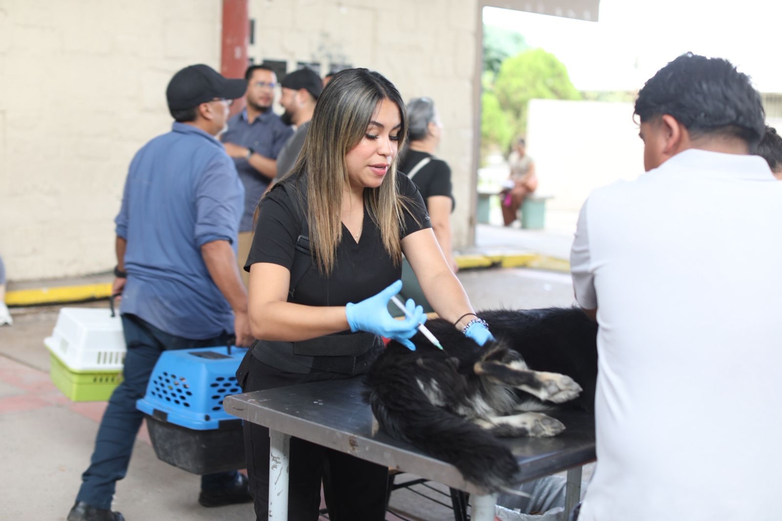 CAMPAÑA DE ESTERILIZACIÓN SUMA CUATRO MIL CIRUGÍAS EN EL&nbsp;AÑO