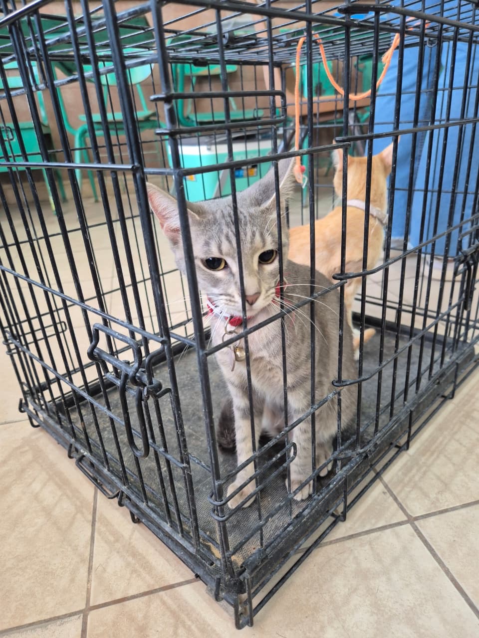 580 MASCOTAS ESTERILIZADAS EN UN SOLO FIN DE SEMANA