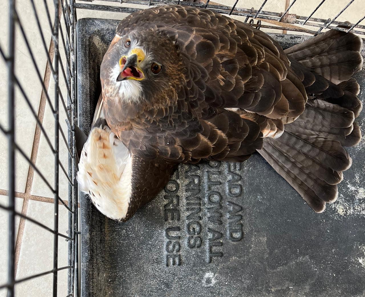 ENTREGAN HALCÓN HERIDO A&nbsp;PROFEPA