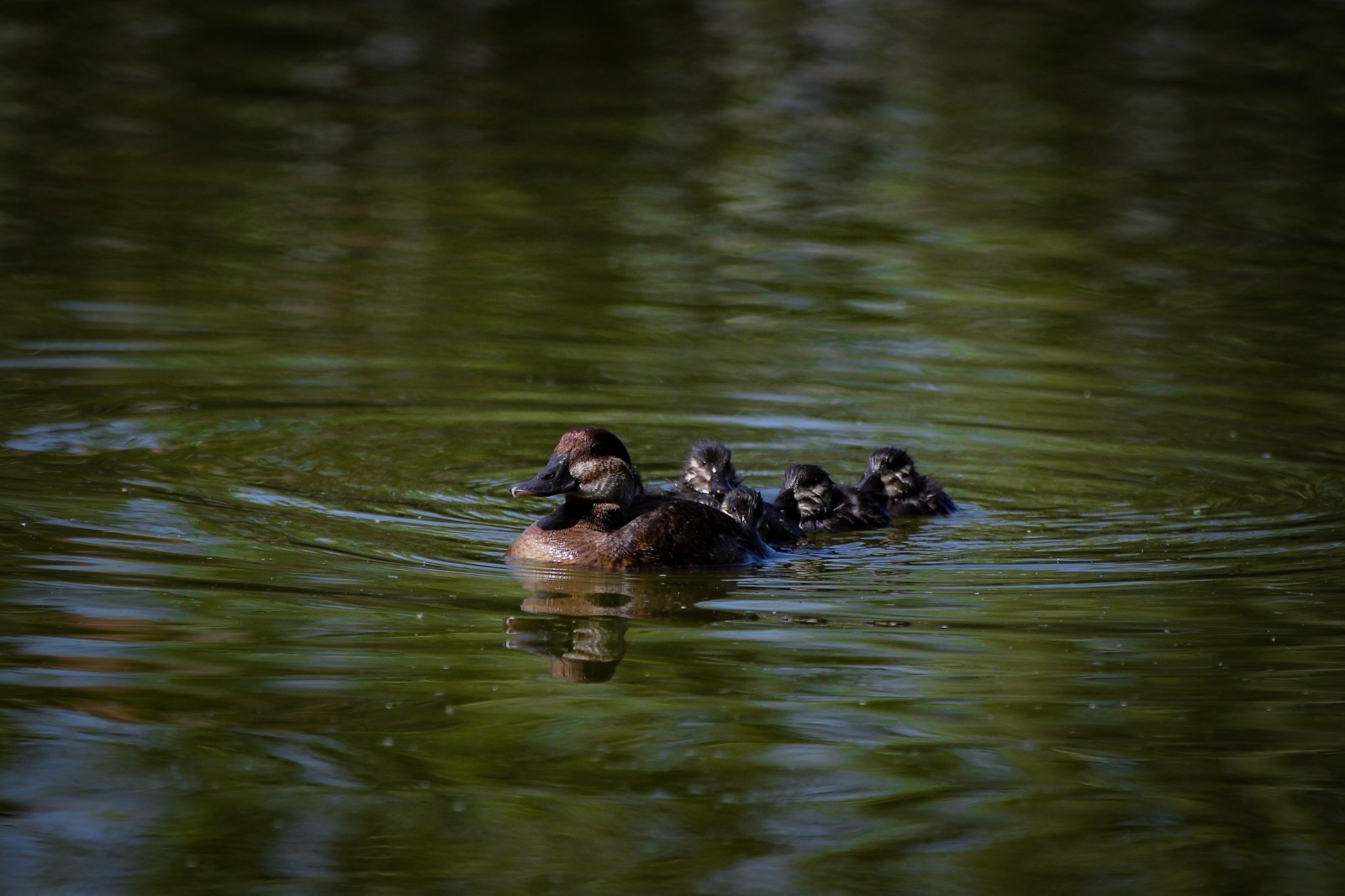NACEN TORTUGUITAS Y PATITOS EN EL PARQUE CENTRAL DE&nbsp;JUÁREZ