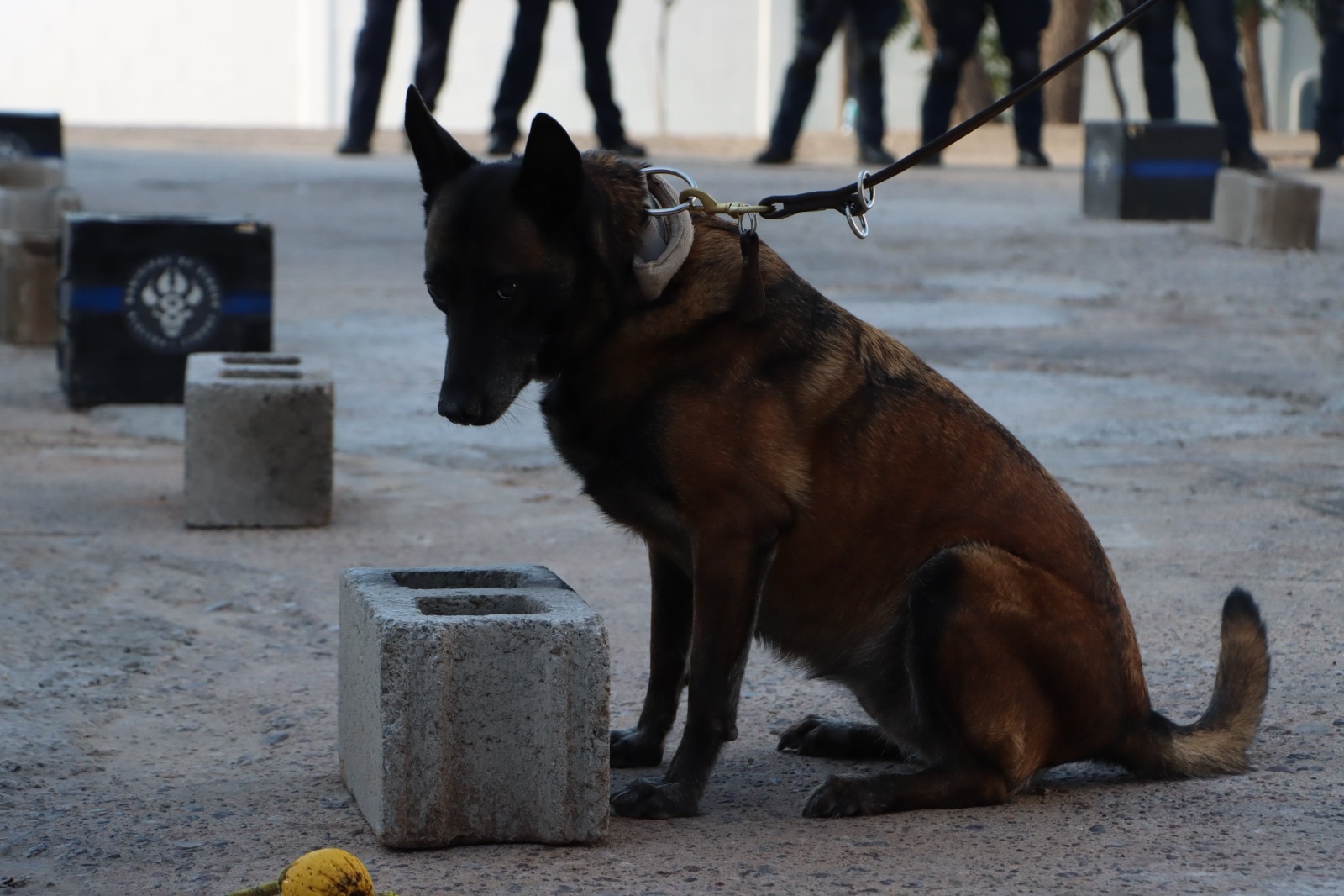 POLICÍA CANINA RECIBE ENTRENAMIENTO EN JUÁREZ