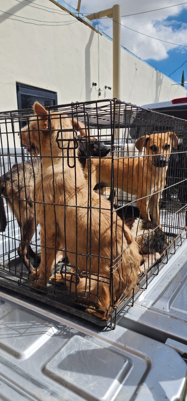 338 ANIMALES ASEGURADOS EN SOLO UN AÑO