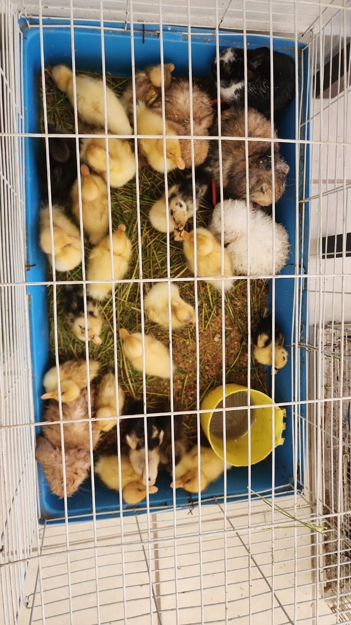 OPERATIVO DETECTA VENTA ILEGAL DE ANIMALES EN SEGUNDAS DE SAN&nbsp;PANCHO