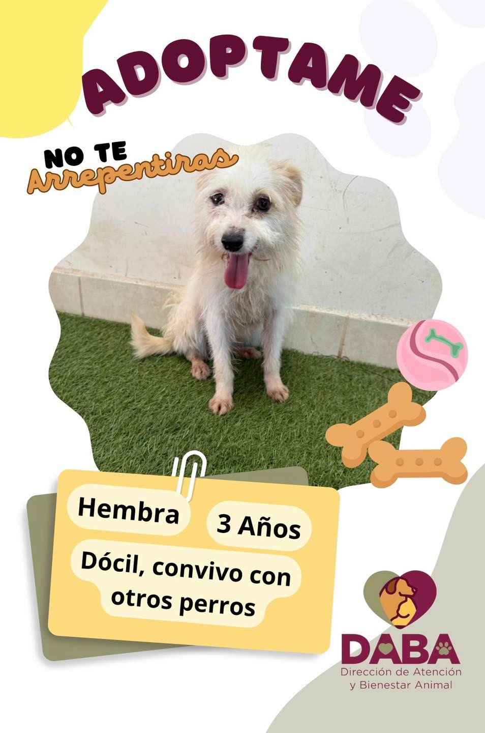 70 PERRITOS ESPERAN SER ADOPTADOS EN JUÁREZ